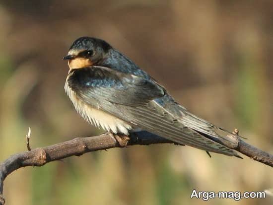 عکس پرستو واقعی