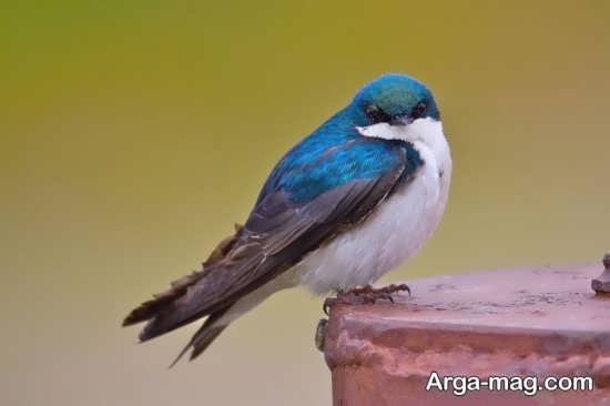 عکس پرستو واقعی