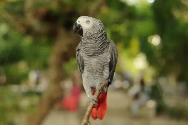  عکس پرنده کاسکو زیبا