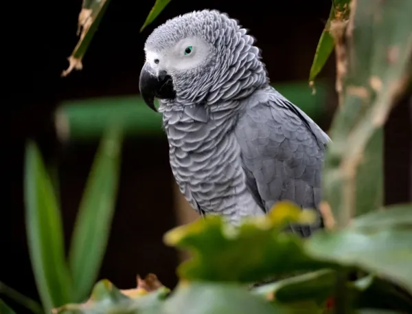  عکس پرنده کاسکو زیبا