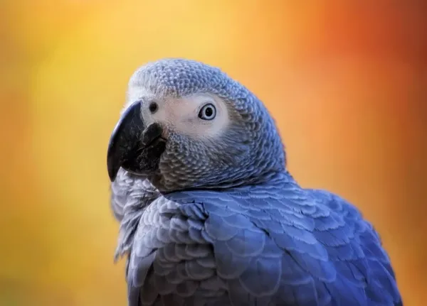  عکس پرنده کاسکو زیبا