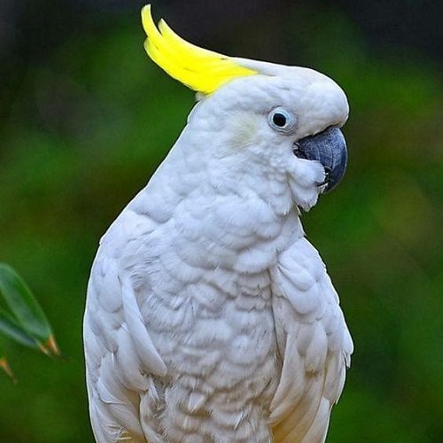 عکس طوطی کاسکو رنگی