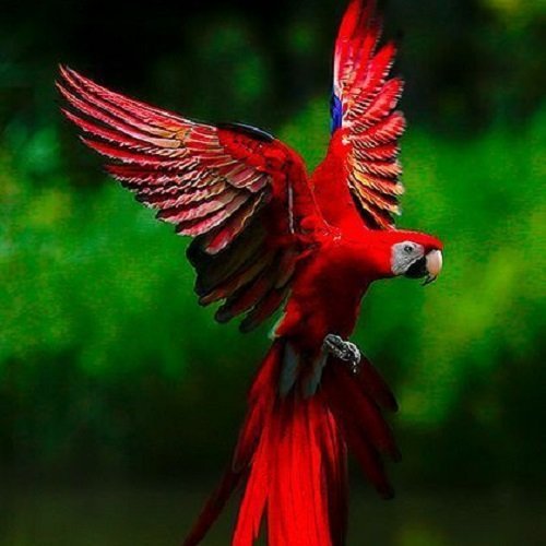  عکس طوطی کاسکو رنگی