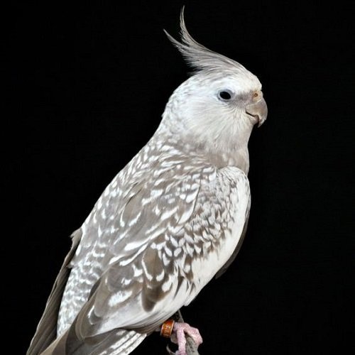  عکس طوطی کاسکو رنگی