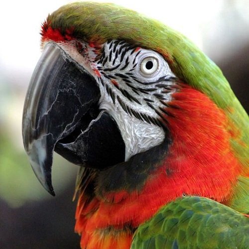  عکس طوطی کاسکو رنگی