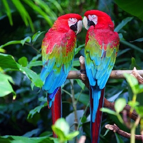  عکس طوطی کاسکو رنگی