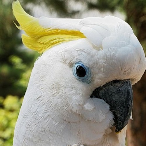  عکس طوطی کاسکو رنگی