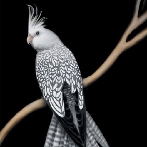  عکس طوطی کاسکو رنگی