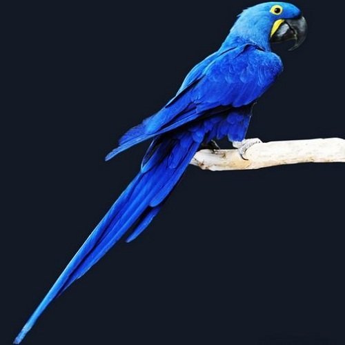  عکس طوطی کاسکو رنگی