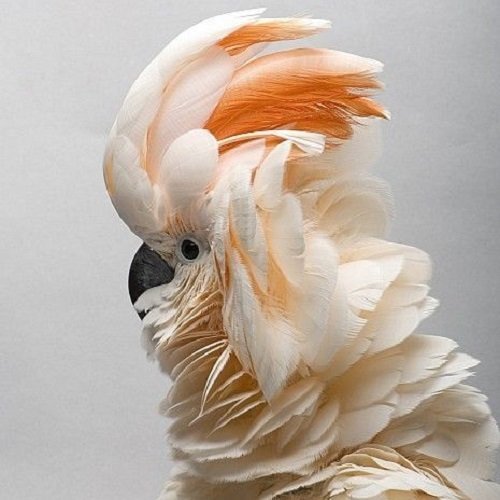  عکس طوطی کاسکو رنگی