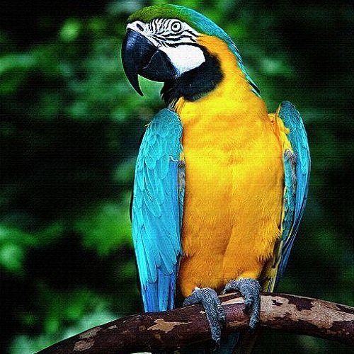  عکس طوطی کاسکو رنگی