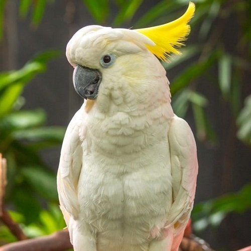  عکس طوطی کاسکو رنگی