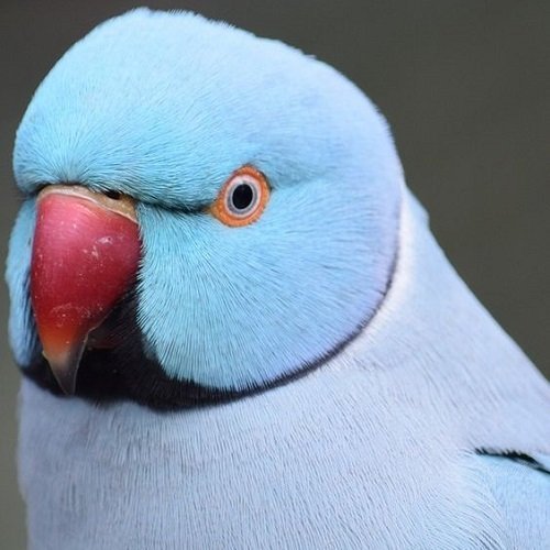  عکس طوطی کاسکو رنگی