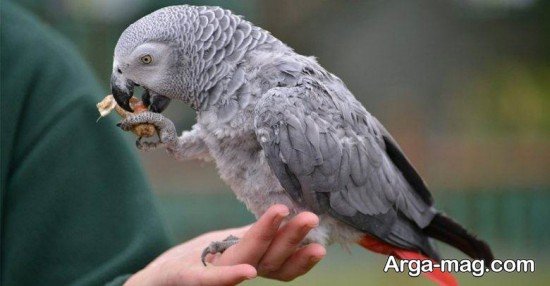 عکس طوطی کاسکو برای پروفایل