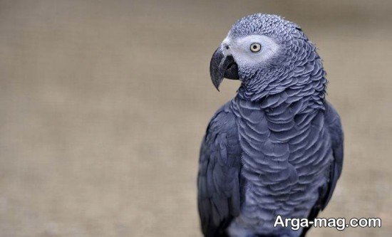  عکس طوطی کاسکو برای پروفایل