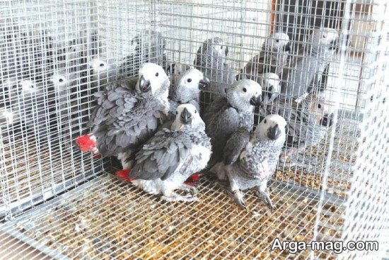  عکس طوطی کاسکو برای پروفایل