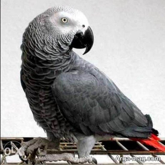  عکس طوطی کاسکو برای پروفایل