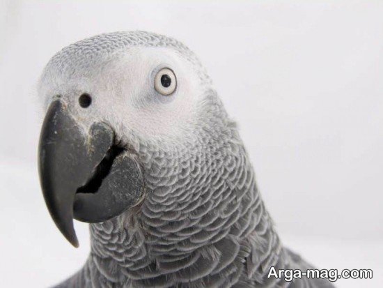  عکس طوطی کاسکو برای پروفایل