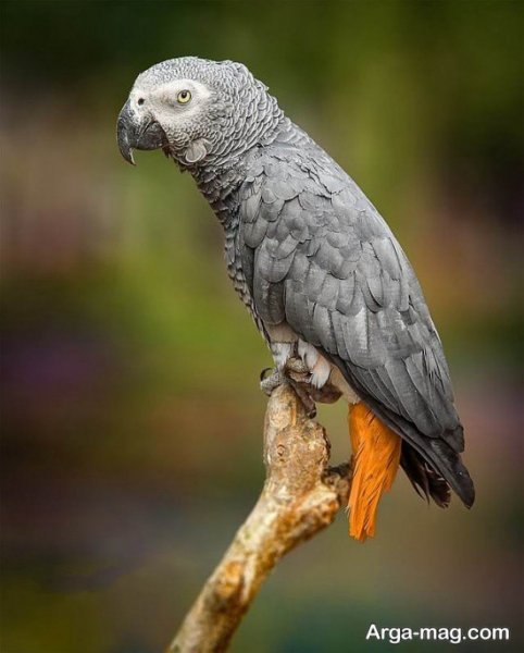  عکس طوطی کاسکو برای پروفایل