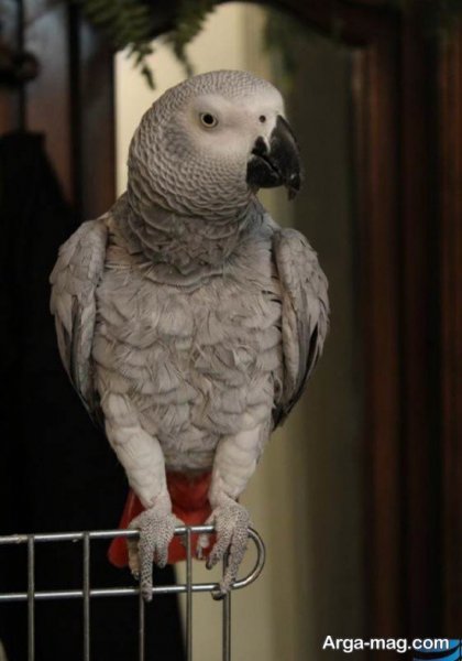  عکس طوطی کاسکو برای پروفایل