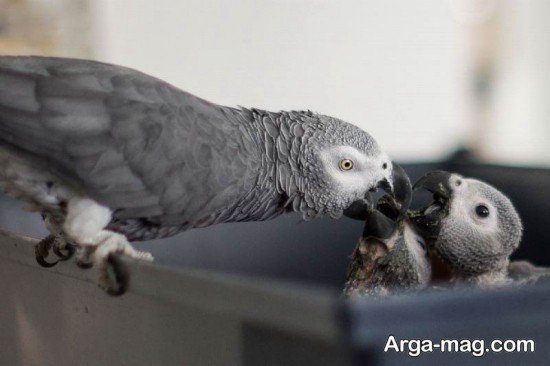  عکس طوطی کاسکو برای پروفایل