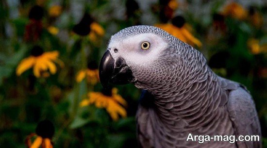  عکس طوطی کاسکو برای پروفایل