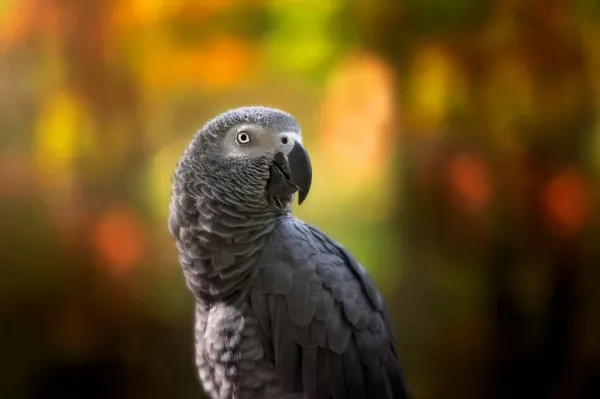 عکس کاسکو واقعی