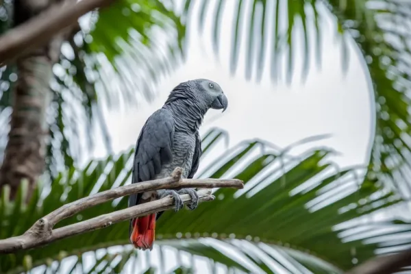  عکس کاسکو واقعی