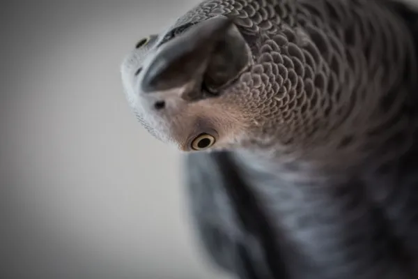  عکس کاسکو واقعی