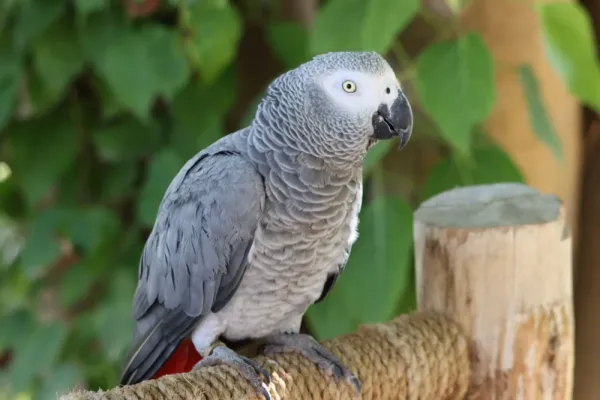  عکس کاسکو واقعی