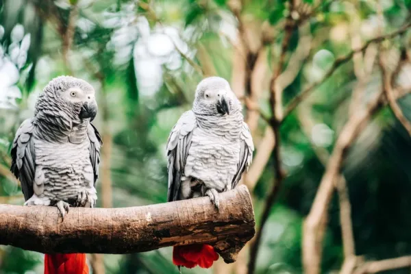  عکس کاسکو واقعی