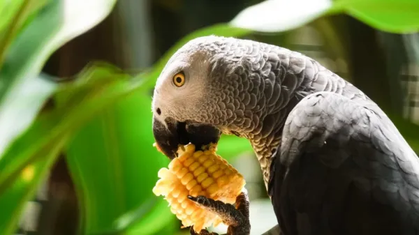  عکس کاسکو واقعی