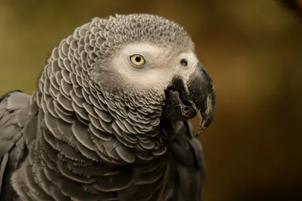  عکس کاسکو واقعی