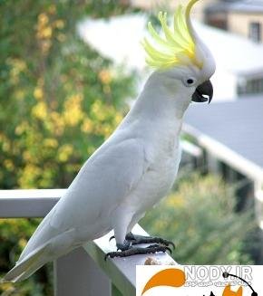 عکس طوطی کاسکو سفید