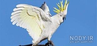  عکس طوطی کاسکو سفید