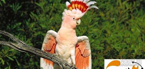  عکس طوطی کاسکو سفید