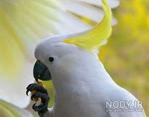  عکس طوطی کاسکو سفید