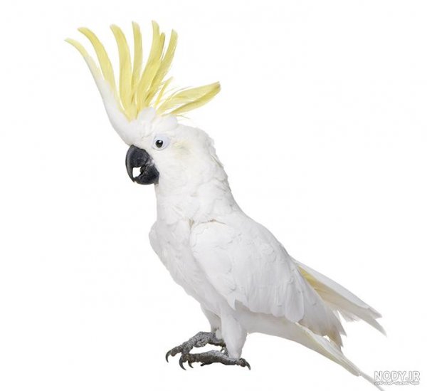 عکس طوطی کاسکو سفید