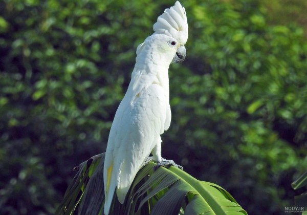  عکس طوطی کاسکو سفید
