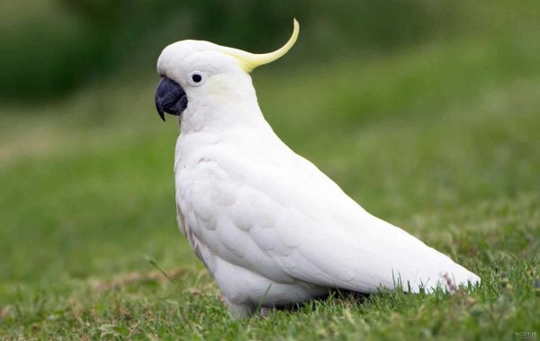  عکس طوطی کاسکو سفید