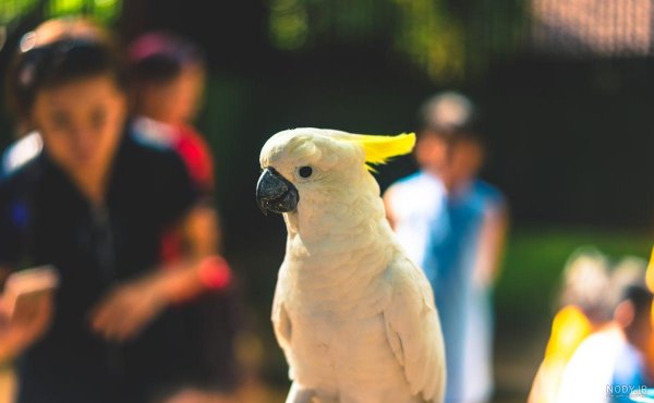  عکس طوطی کاسکو سفید