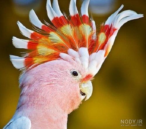  عکس طوطی کاسکو سفید