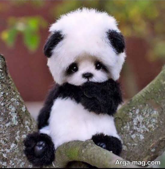  عکس خرس پاندا