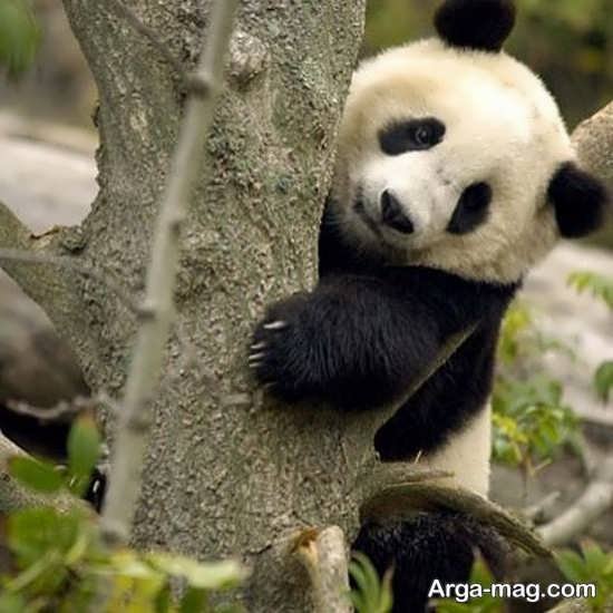  عکس خرس پاندا