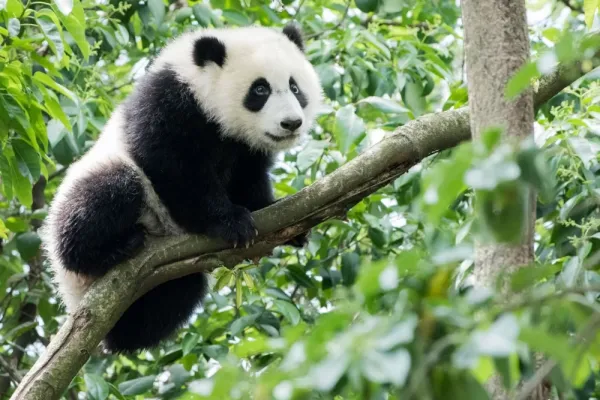  عکس خرس پاندا واقعی