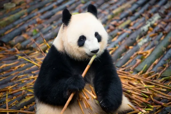  عکس خرس پاندا واقعی