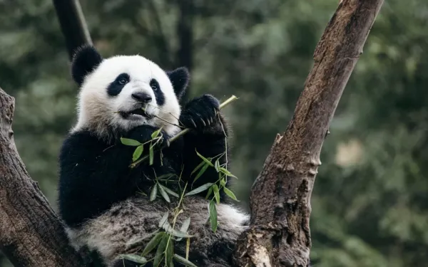  عکس خرس پاندا واقعی