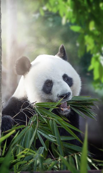 عکس پاندا کیوت فانتزی