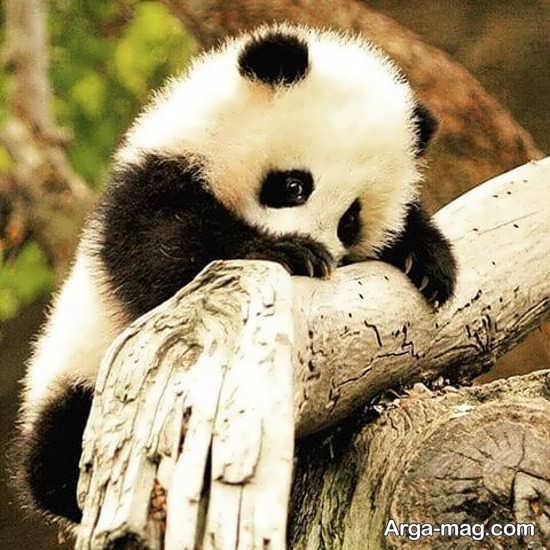 عکس پاندا برای بک گراند گوشی موبایل