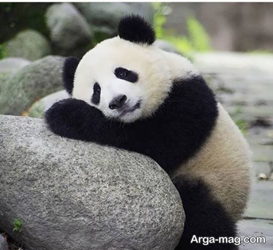  عکس پاندا برای بک گراند گوشی موبایل